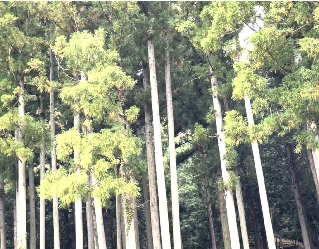 自然乾燥した美山産ヒノキの角材を販売します